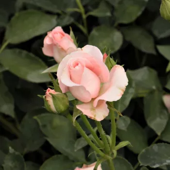 Rosa Katrin - rózsaszín - magastörzsű rózsa - teahibrid virágú