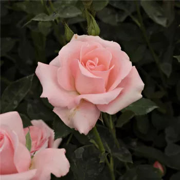 Color salmón - árbol de rosas híbrido de té – rosal de pie alto   (120-150 cm)
