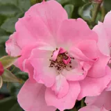 Rózsaszín - virágágyi polianta rózsa - Online rózsa vásárlás - Rosa Kempelen Farkas emléke - nem illatos rózsa