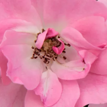 Online rózsa vásárlás - rózsaszín - virágágyi polianta rózsa - Kempelen Farkas emléke - nem illatos rózsa - (40-50 cm)