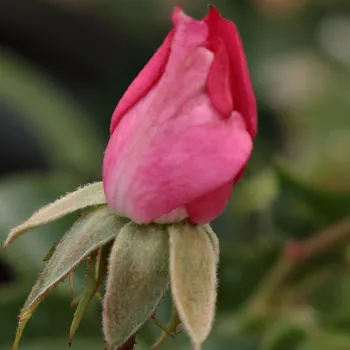 Rosa Kempelen Farkas emléke - ružová - stromčekové ruže - Stromková ruža s drobnými kvetmi