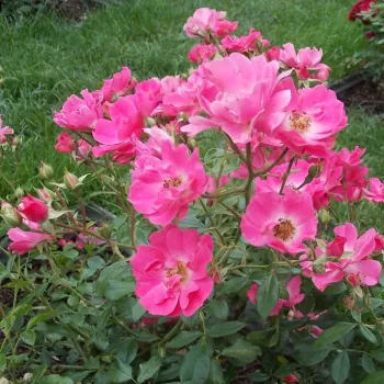 Roz deschis - trandafiri pomisor - Trandafir copac cu trunchi înalt – cu flori mărunți