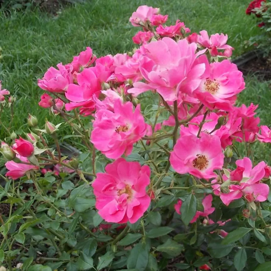 Mazzo - Rosa - Kempelen Farkas emléke - produzione e vendita on line di rose da giardino