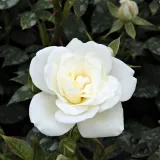 Fehér - talajtakaró rózsa - Online rózsa vásárlás - Rosa Kent Cover ® - közepesen illatos rózsa - pézsma aromájú