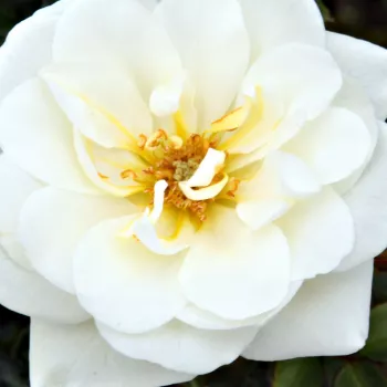 Online rózsa vásárlás - fehér - talajtakaró rózsa - Kent Cover ® - közepesen illatos rózsa - pézsma aromájú - (40-80 cm)