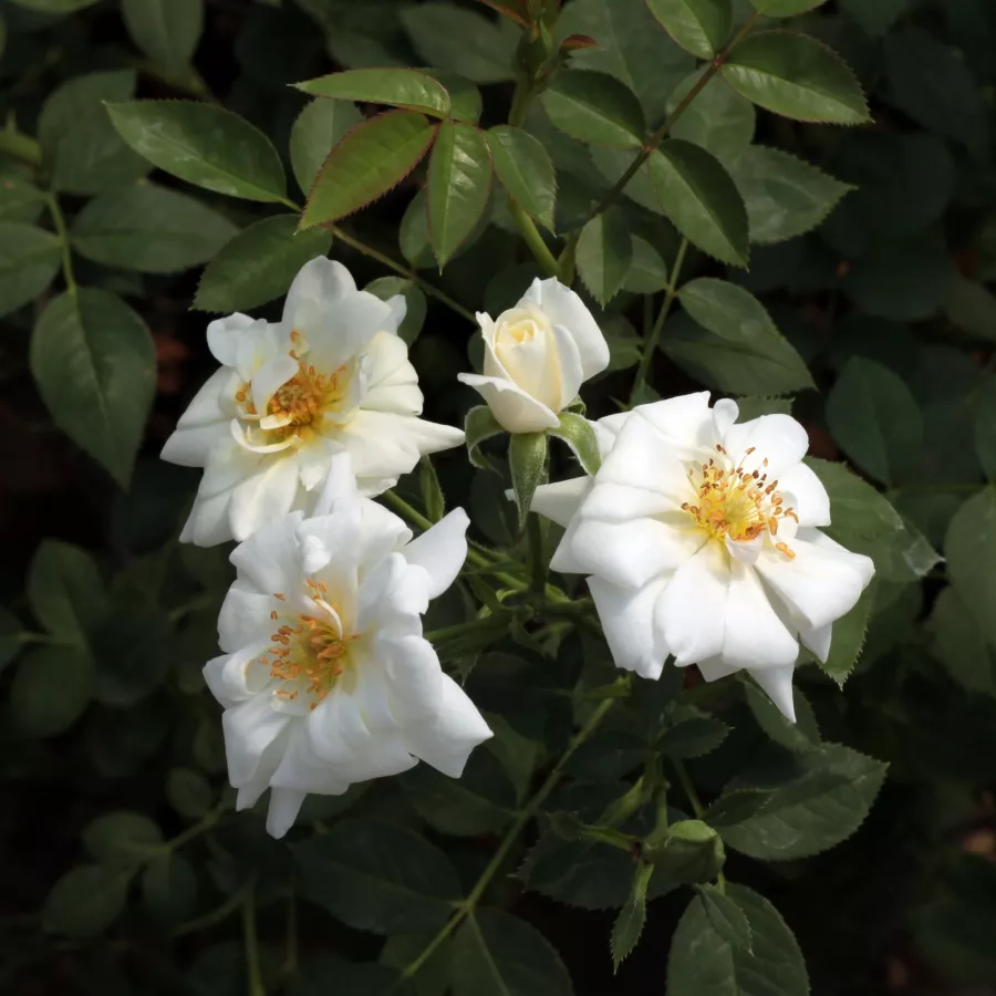 Fehér - Rózsa - Kent Cover ® - Online rózsa rendelés