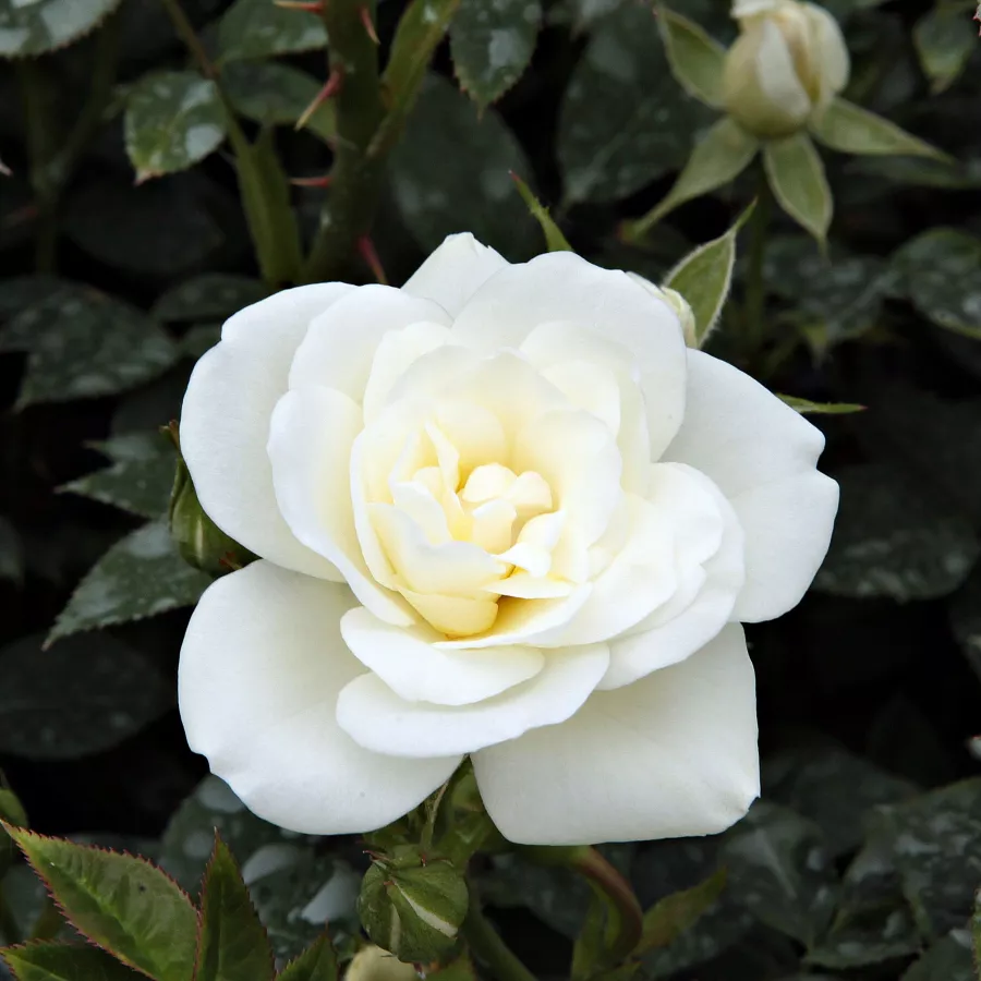 Biały - Róża - Kent Cover ® - 
