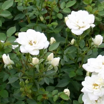 Rosa Kent Cover ® - blanco - Árbol de Rosas Miniatura - rosal de pie alto- forma de corona compacta