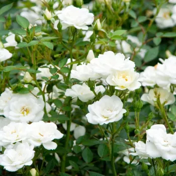 Bílá - stromkové růže - Stromková růže s drobnými květy