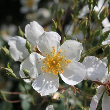 Rosa Kiftsgate - blanco - árbol de rosas miniatura - rosal de pie alto