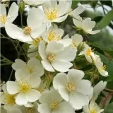 Biely - rambler,popínavá ruža - mierna vôňa ruží - fialová aróma - Rosa Kiftsgate - ruže eshop
