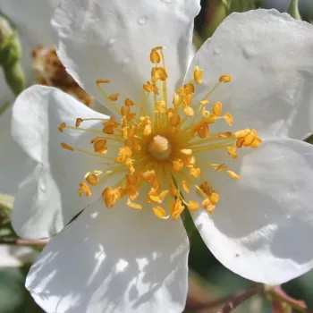 Web trgovina ruža - Bijela  - ruža penjačica (Rambler) - diskretni miris ruže - Rosa  Kiftsgate - E. Murrell - Jednom otvorena je slabiji tip rasta, tako da se može koristiti za vođenje stupova i lukova