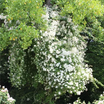 Fehér - rambler, kúszó rózsa - diszkrét illatú rózsa - ibolya aromájú