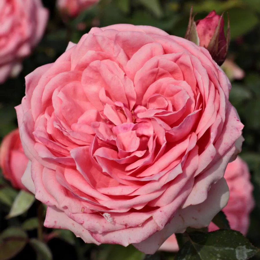 Róże rabatowe grandiflora - floribunda - Róża - Kimono - Szkółka Róż Rozaria
