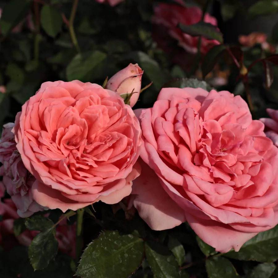 Roz - Trandafiri - Kimono - Trandafiri online