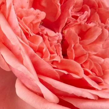 Krzewy róż sprzedam - róże rabatowe grandiflora - floribunda - różowy - róża ze średnio intensywnym zapachem - Kimono - (80-120 cm)