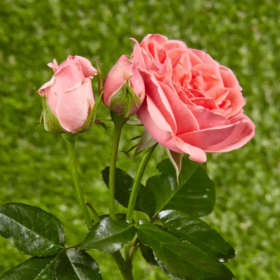 Stromkové růže - Stromkové růže, květy kvetou ve skupinkách - Růže - Kimono - 