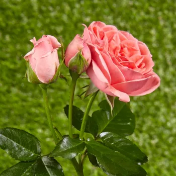 Rosa Kimono - rosa - Árbol de Rosas Floribunda - rosal de pie alto- forma de corona tupida