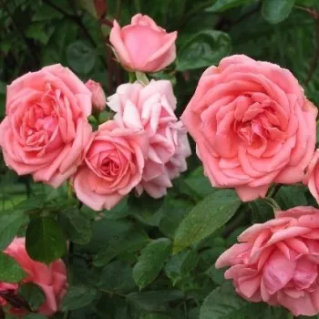 Rosa salmón - Árbol de Rosas Floribunda - rosal de pie alto- forma de corona tupida
