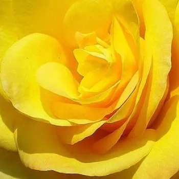 Rózsák webáruháza. - sárga - teahibrid rózsa - King's Ransom™ - intenzív illatú rózsa - méz aromájú - (75-150 cm)