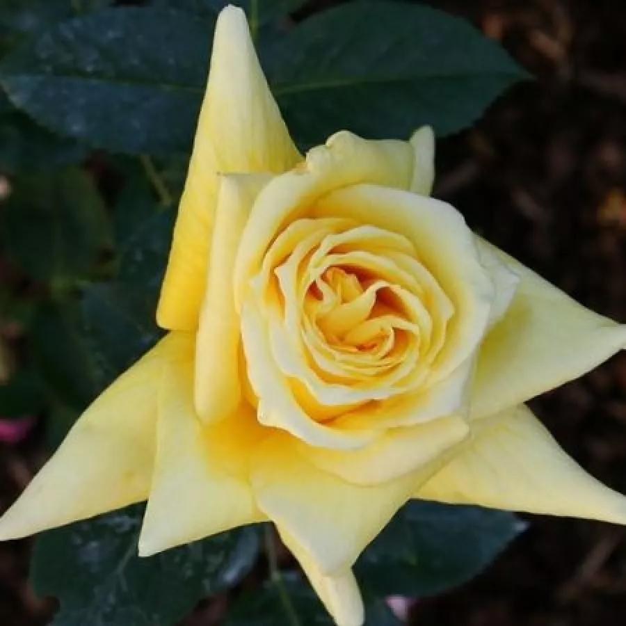 żółty - Róża - King's Ransom™ - Szkółka Róż Rozaria