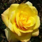 žuta boja - ruže stablašice - Rosa King's Ransom™ - intenzivan miris ruže