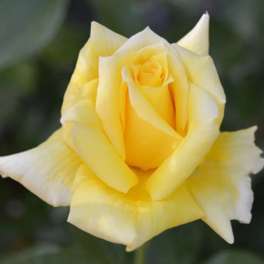 Róża pienna - Róże pienne - z kwiatami hybrydowo herbacianymi - Róża - King's Ransom™ - 
