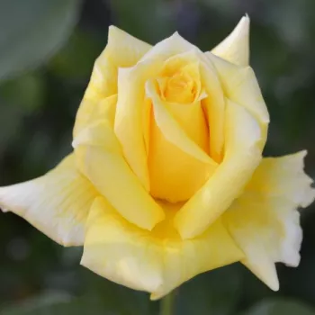 Rosa King's Ransom™ - amarillo - Árbol de Rosas Híbrido de Té - rosal de pie alto- forma de corona de tallo recto