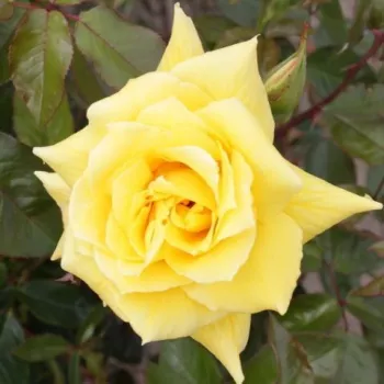 Amarillo dorado - árbol de rosas híbrido de té – rosal de pie alto - rosa de fragancia intensa - miel