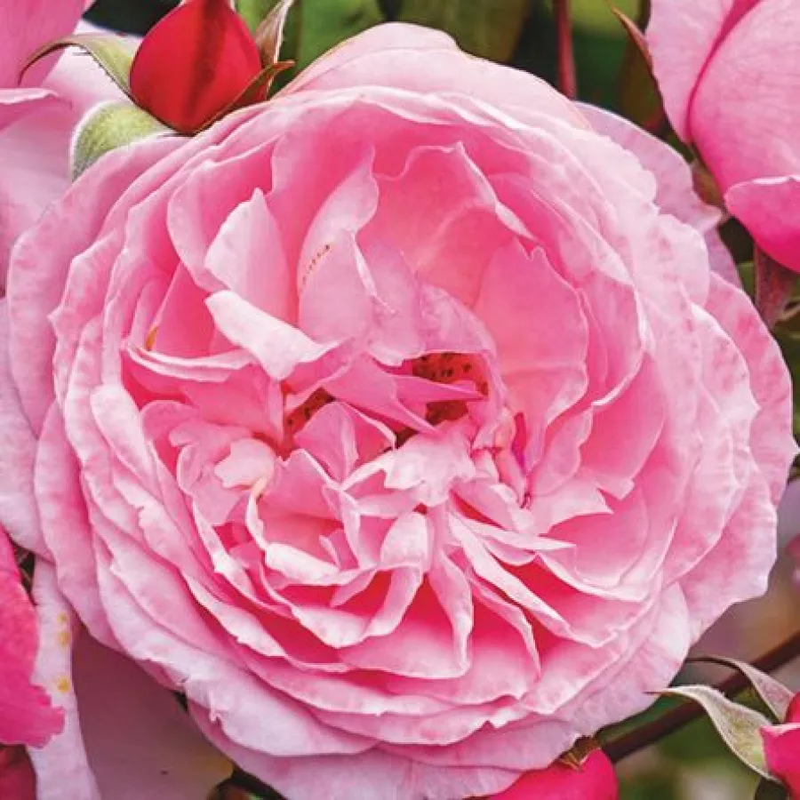 Diszkrét illatú rózsa - Rózsa - Kiss Me Kate® - kertészeti webáruház