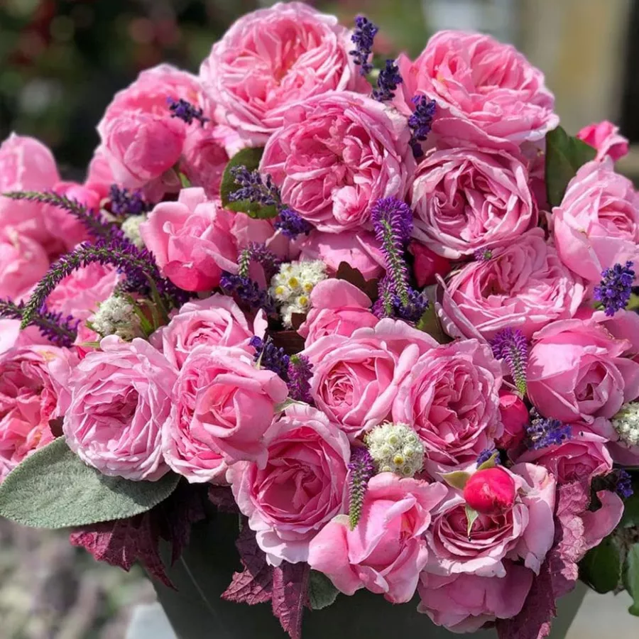 Climber, vrtnica vzpenjalka - Roza - Kiss Me Kate® - vrtnice online