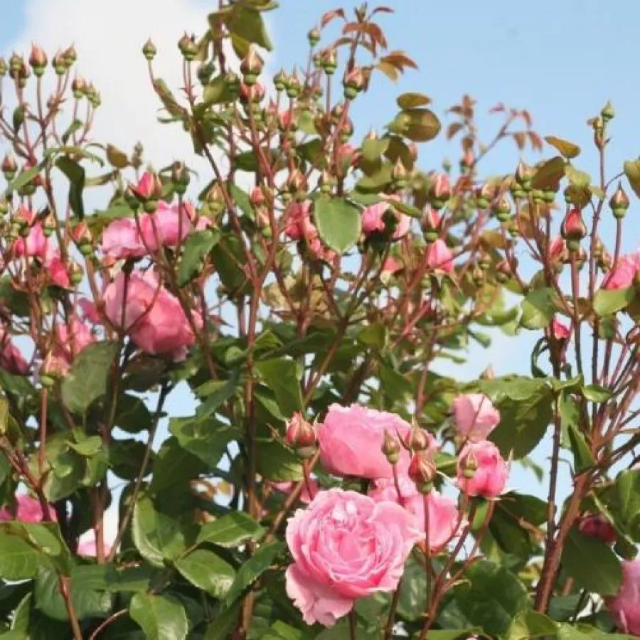 Rózsaszín - Rózsa - Kiss Me Kate® - online rózsa vásárlás