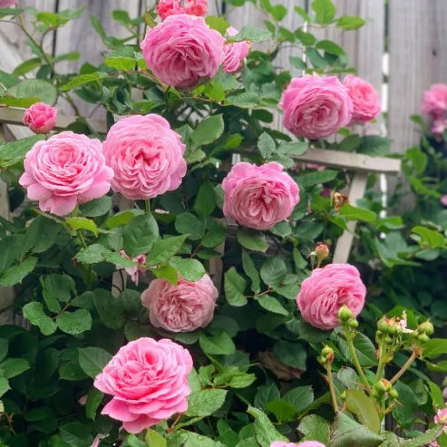 Magányos - Rózsa - Kiss Me Kate® - kertészeti webáruház