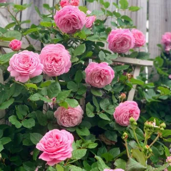 Világos rózsaszín - climber, futó rózsa - diszkrét illatú rózsa - orgona aromájú