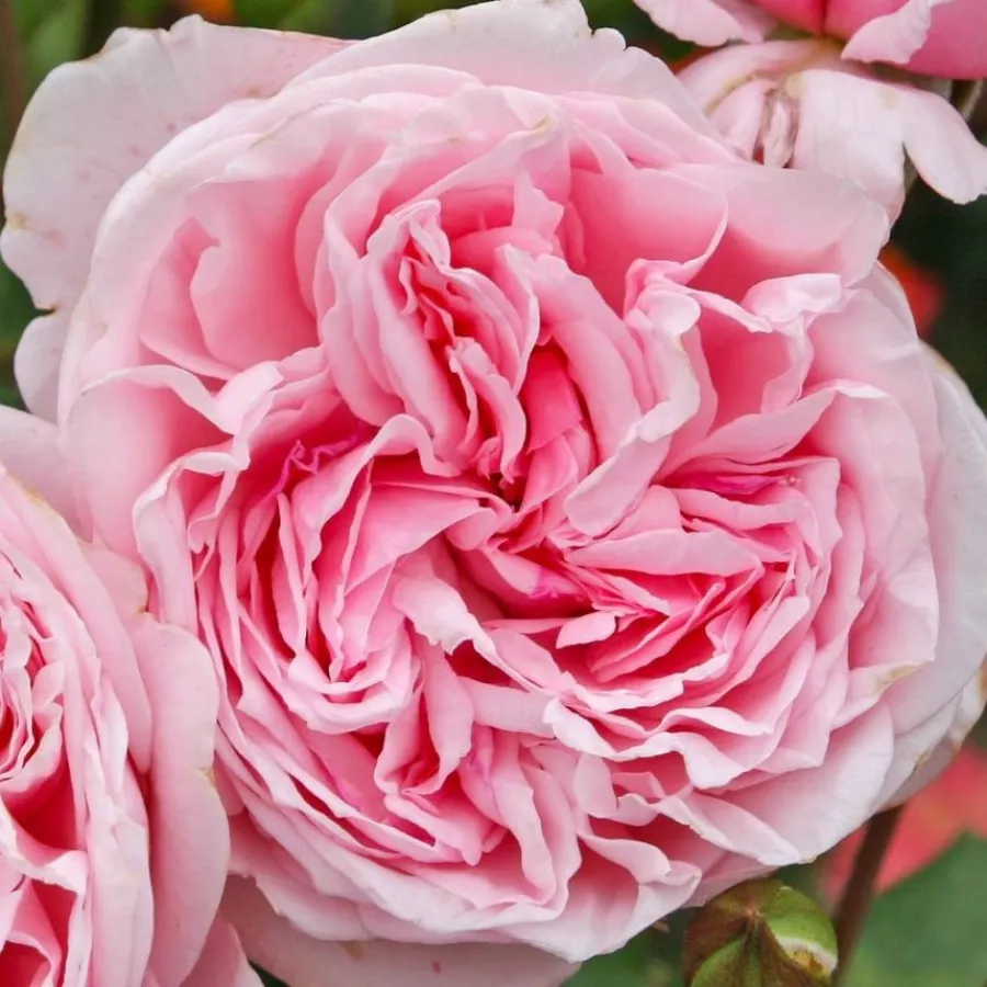 Gömbölyded - Rózsa - Kiss Me Kate® - online rózsa vásárlás