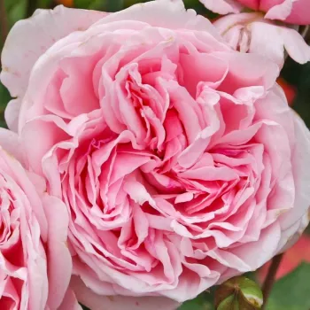 Online rózsa kertészet - rózsaszín - climber, futó rózsa - diszkrét illatú rózsa - orgona aromájú - Kiss Me Kate® - (200-250 cm)