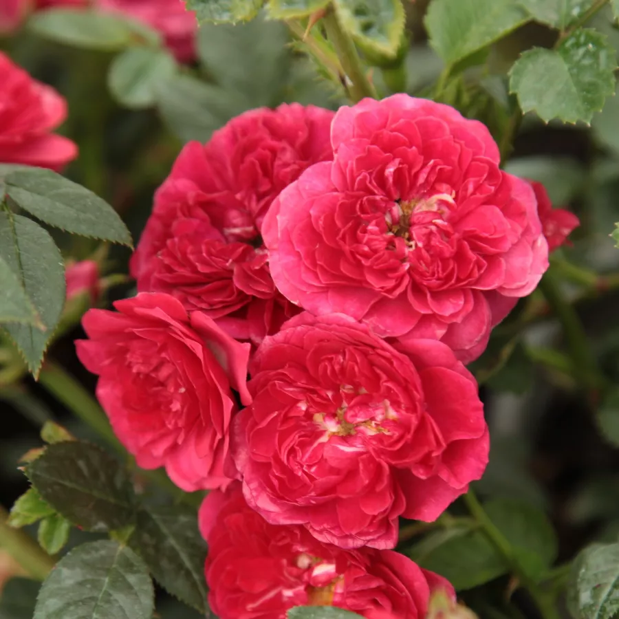 Rojo - Rosa - Kisses of Fire™ - Comprar rosales online