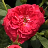 Czerwony - róża pienna - Rosa Kisses of Fire™ - róża z dyskretnym zapachem