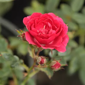 Rosa Kisses of Fire™ - roșu - trandafiri pomisor - Trandafir copac cu trunchi înalt – cu flori mărunți