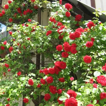 Piros - magastörzsű rózsa - apróvirágú