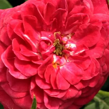 Rosa Kisses of Fire™ - parfum discret - Petites fleurs -  rosier à haute tige - rouge - Christopher H. Warner - retombant - -