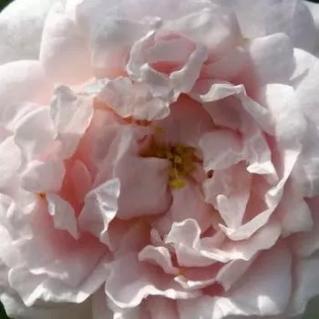 Rózsa kertészet - fehér - történelmi - alba rózsa - Ännchen von Tharau - diszkrét illatú rózsa - tea aromájú - (200-300 cm)