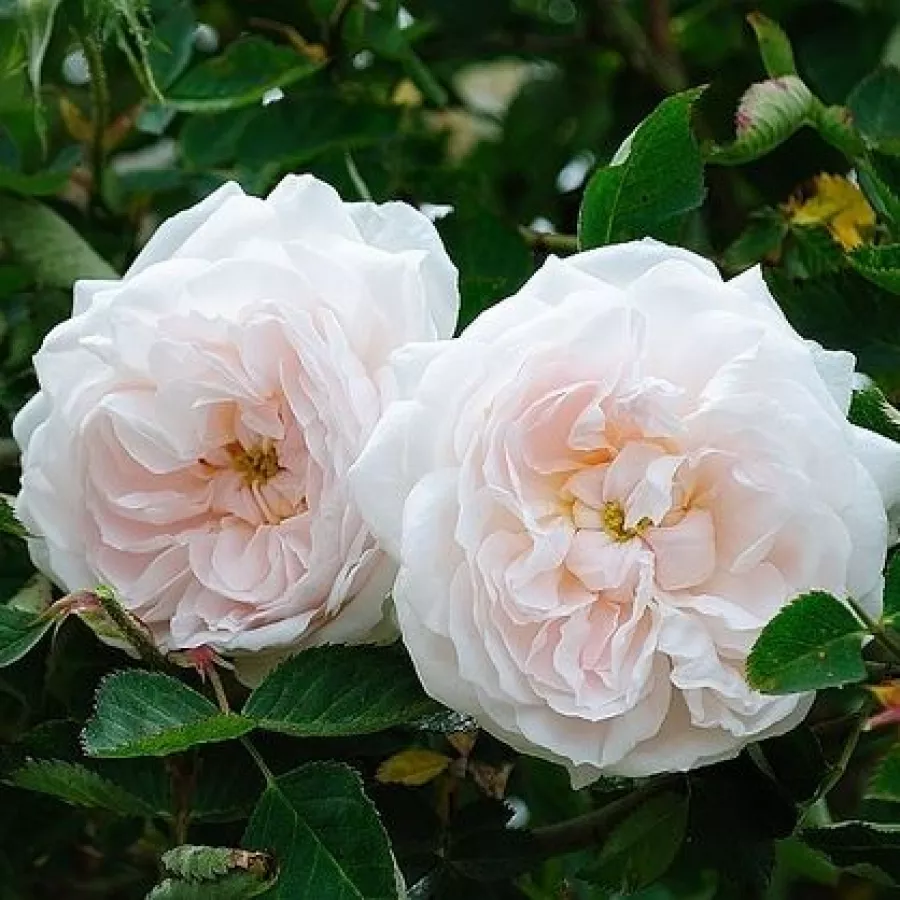 Blanco - Rosa - Ännchen von Tharau - Comprar rosales online