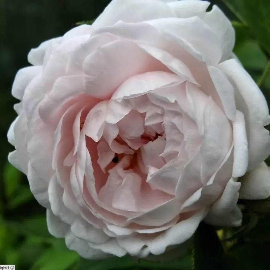 Blanco - Rosa - Ännchen von Tharau - rosal de pie alto