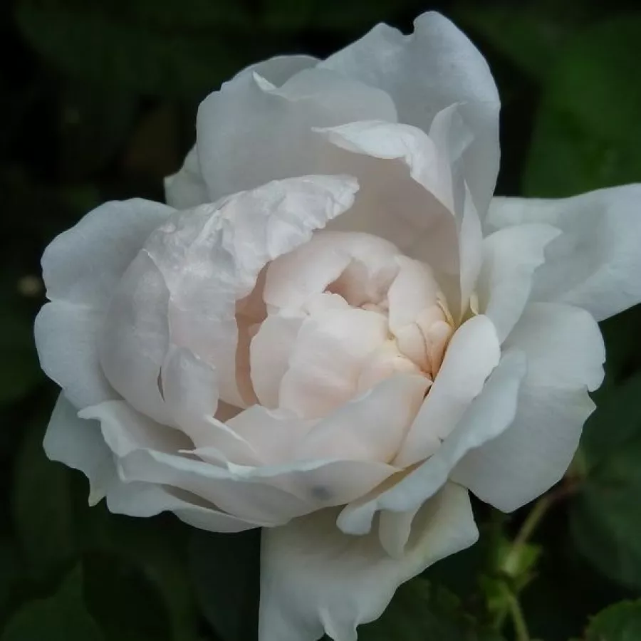 Ruže stablašice - - Ruža - Ännchen von Tharau - 