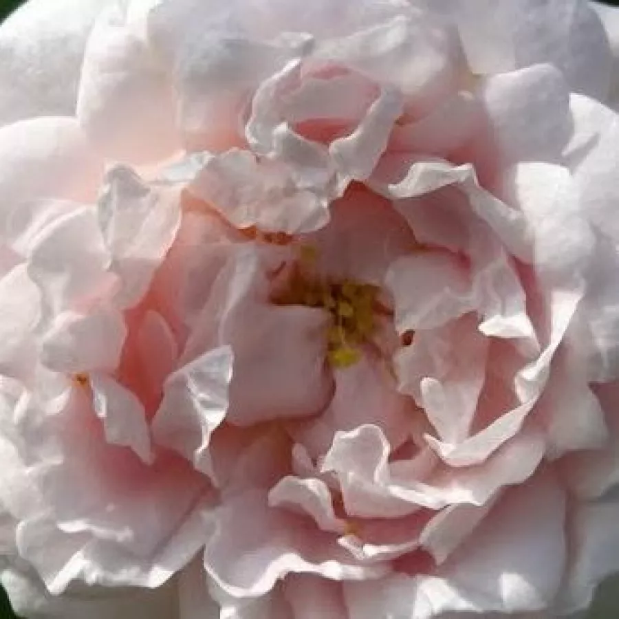 Bukietowy - Róża - Ännchen von Tharau - 