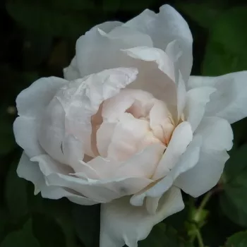 Rosa Ännchen von Tharau - biela - Stromkové ruže s kvetmi anglických ružístromková ruža s kríkovitou tvarou koruny