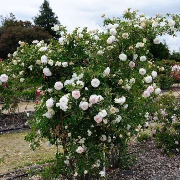 Biały kremowy, z żółtymi pylnikami - róża pienna - Róże pienne - z kwiatami róży angielskiej
