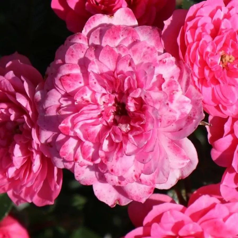 Tappezzanti - Rosa - Knirps® - Produzione e vendita on line di rose da giardino