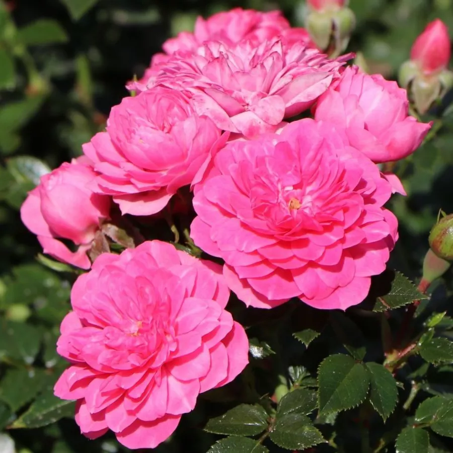 Rózsaszín - Rózsa - Knirps® - Online rózsa rendelés